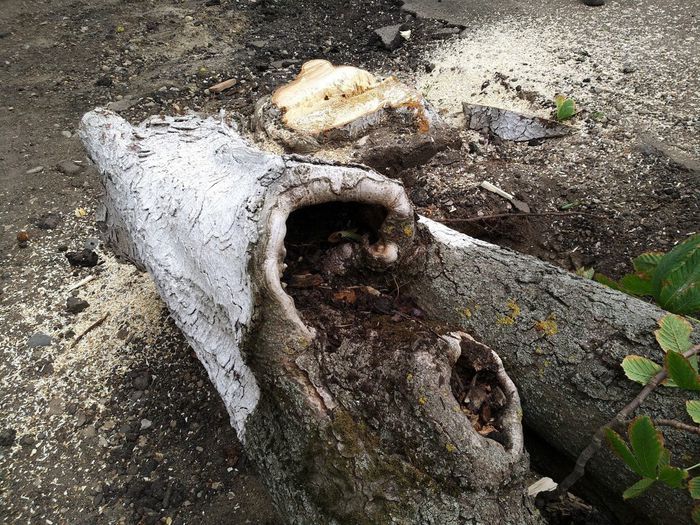 На фото: спил аварийных деревьев по ул. Ленина