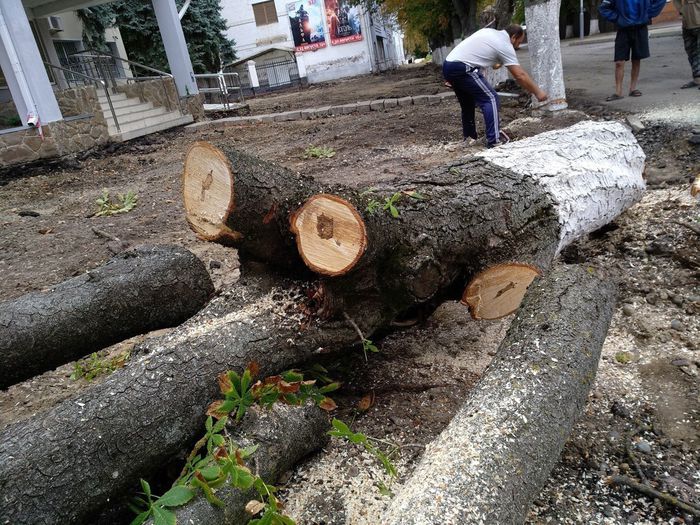 На фото: спил аварийных деревьев по ул. Ленина