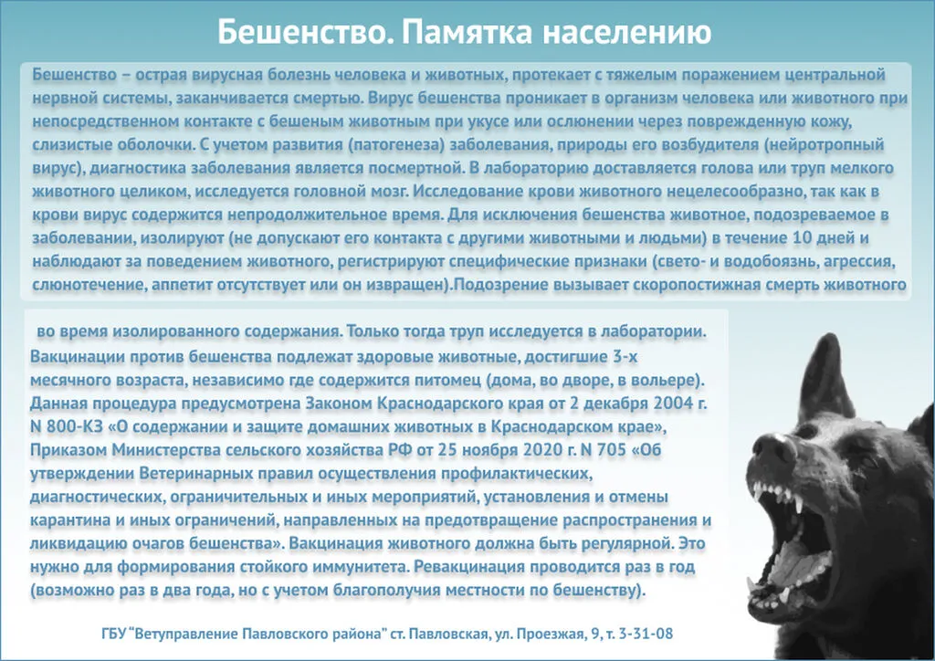 бешенство