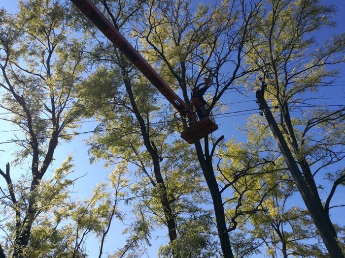 На фото: обрезка деревьев в Новопетровском поселении
