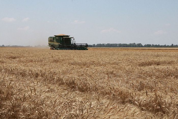 На Кубани собрали первый миллион тонн пшеницы