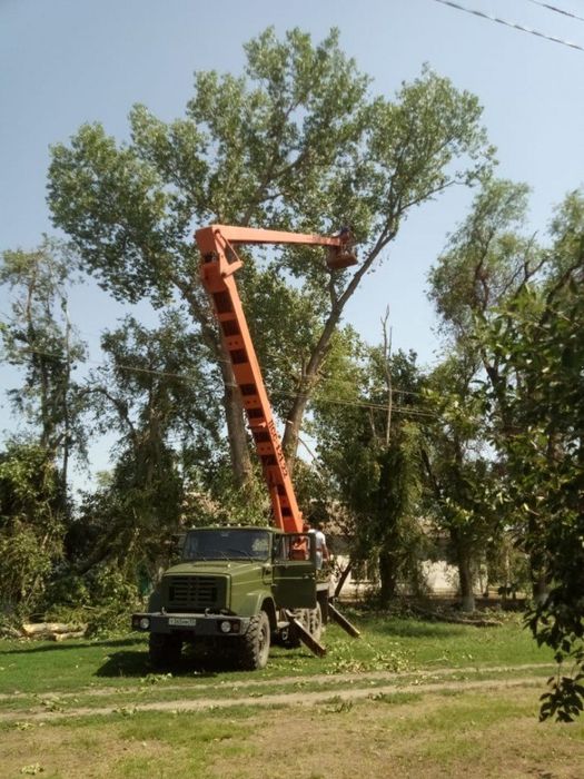 На фото: спил деревьев на территории больницы Старолеушковского сельского поселения